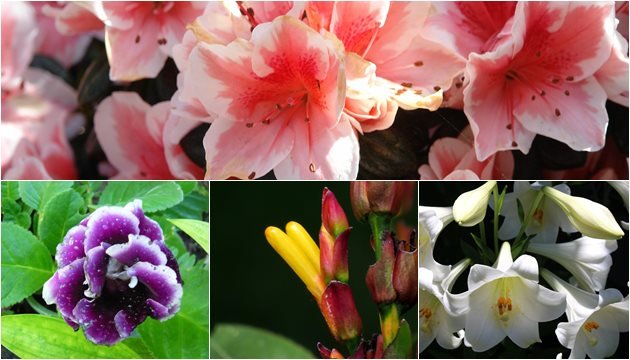 Flores : Azaleias Vermelhas, Gloxínia, Afelandra e Lírio Branco