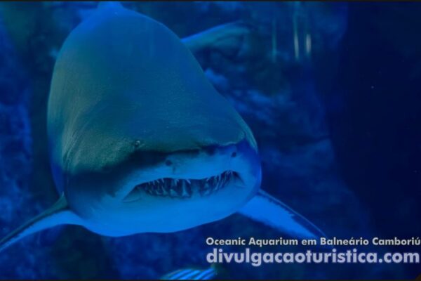 Oceanic Aquarium em Balneário Camboriú - Santa Catarina